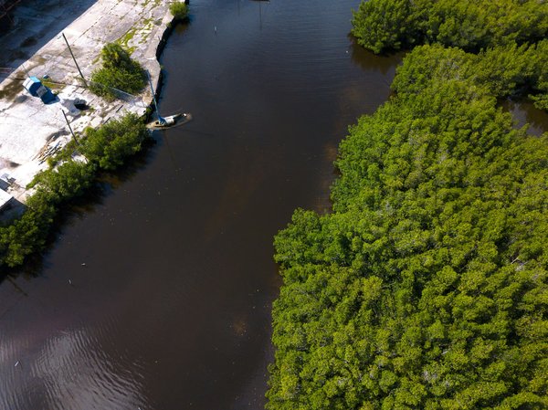 Quels itinéraires de croisière permettent d'explorer les forêts de mangroves en Floride avec des naturalistes?