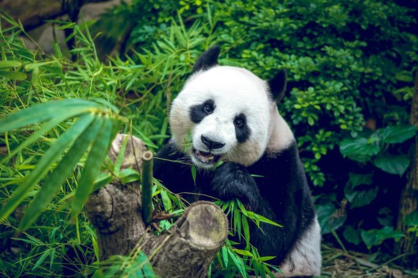 Quels sont les meilleurs spots pour observer les pandas géants en Chine?